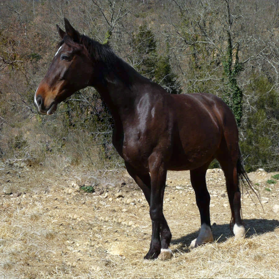 Butterfly Z, la mia prima cavalla da salto. Ha un carattere molto dolce.