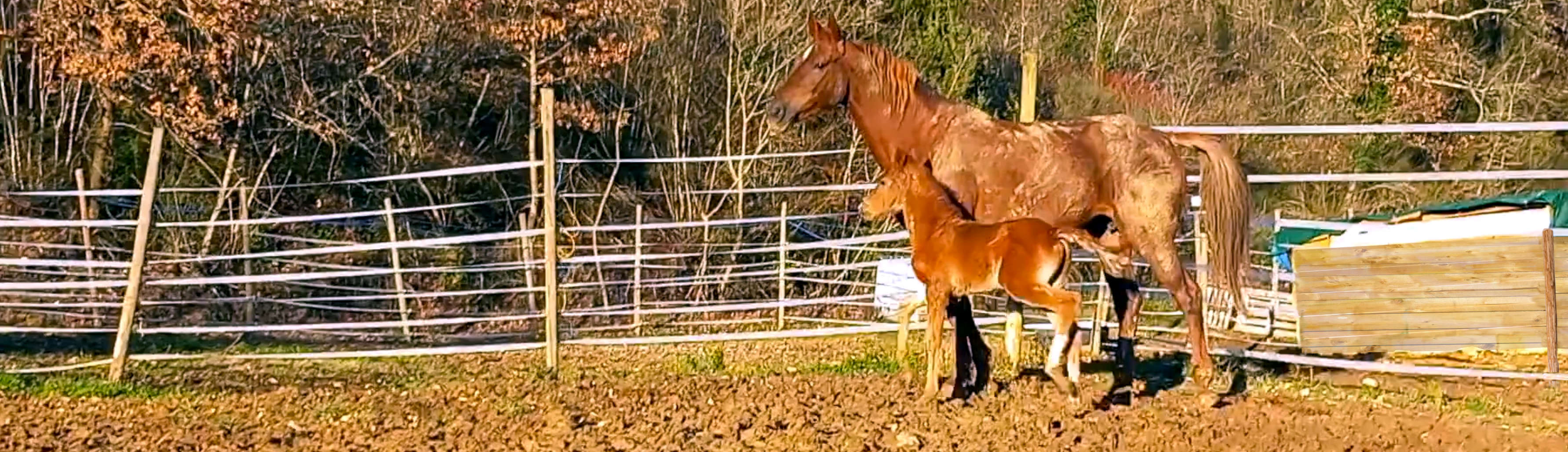 Butterfly Z jumping horse breeding