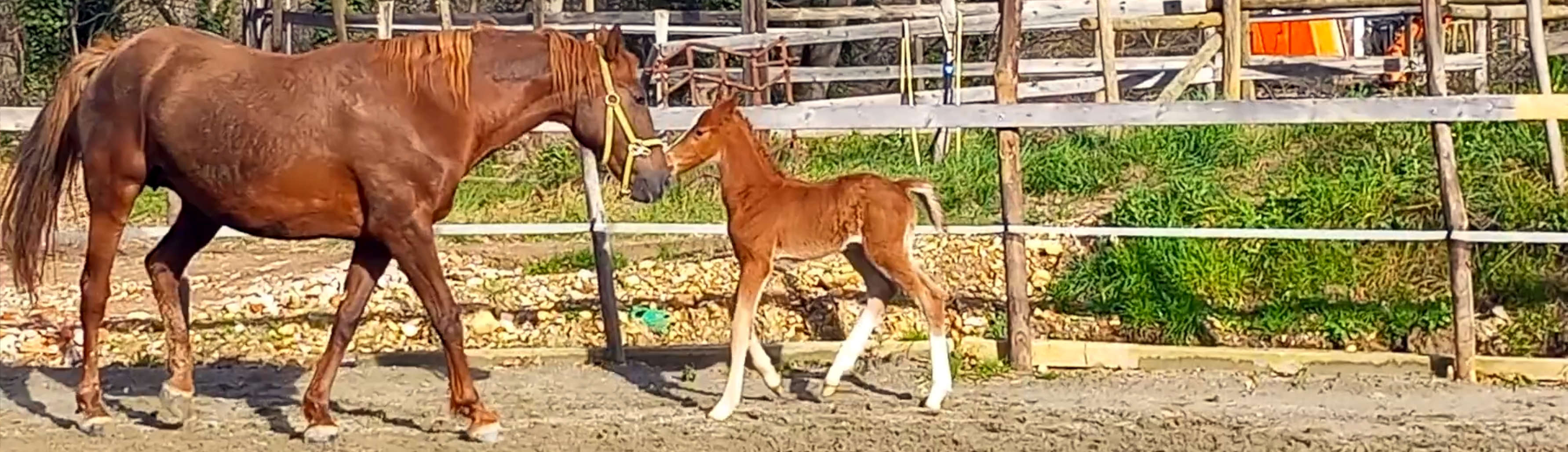 Butterfly Z jumping horse breeding