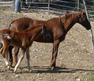 Corona XIV ed il suo puledro nato a Marzo del 2023